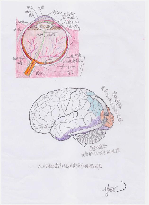 ͼ5˵Ӿϵͳ۵ĽʽṹԼƤϢҢ ƣ޸https://commons.wikimedia.org/wiki/File:Schematic_diagram_of_the_human_eye_zh-hans.svg